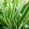 Aloe Vera plant with USDA Organic seal