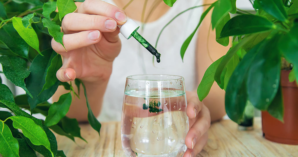 Chlorophyll 101: The Green Elixir for Health and Well-being