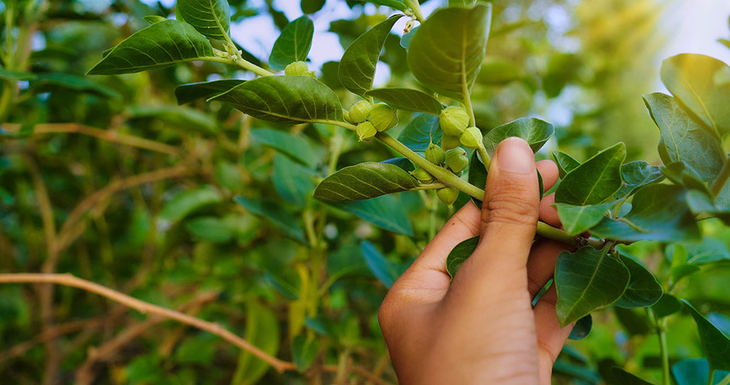 All About Ashwagandha: Ancient Wisdom Meets Modern Science