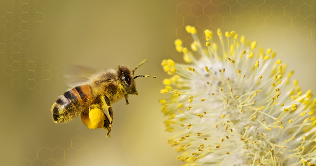 A close-up image of a fuzzy bee in mid-flight approaching a vibrant yellow flower, capturing the essence of bee pollen and its potential health benefits discussed in the blog post.