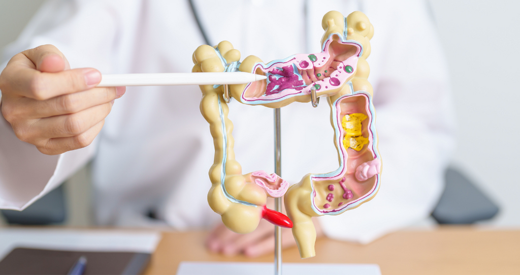 Medical anatomical model highlighting the colon and intestines 