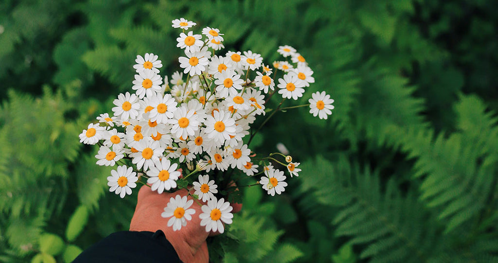 Feverfew plant - part of the daisy family