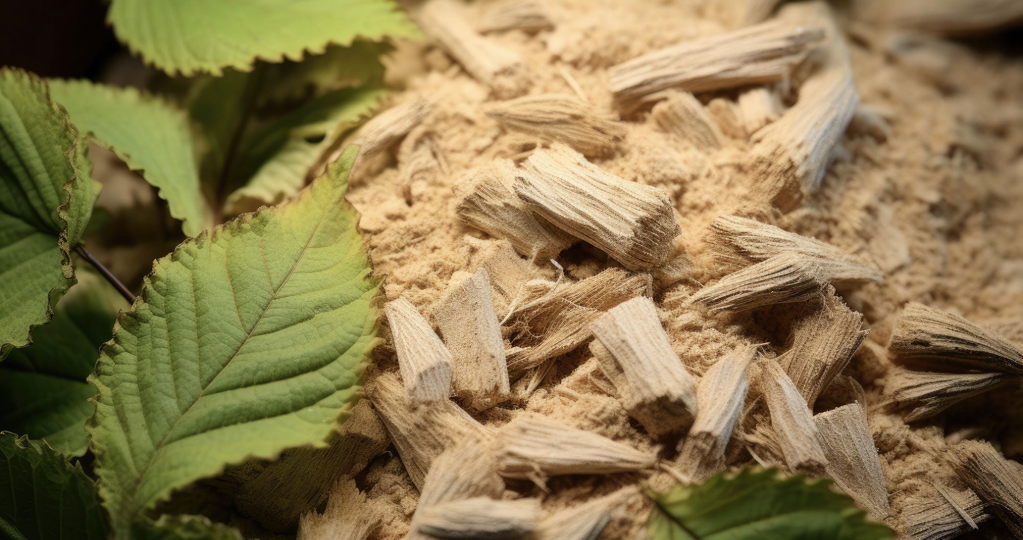 Slippery Elm+™: Gentle Herbal Support for Digestive Comfort