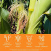 Corn cob and cornsilk with health benefits label on an orange background, supports urinary tract health, supports kidney health, supports fluid balance, supports urinary comfort and balance.