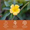 Yellow Damiana flower with green leaves on a blurred natural background with benefit icons supports male and female vitality, supports reproductive wellness, supports natural energy and stamina.