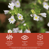 Close-up of white eyebright flowers with green leaves on a blurred natural background, featuring health benefits text: supports eye and vision health, supports eye comfort, and promotes antioxidant activity.