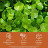 Close-up of green gotu kola leaves with health benefits text: supports cognitive function, supports a healthy memory, promotes antioxidant effects