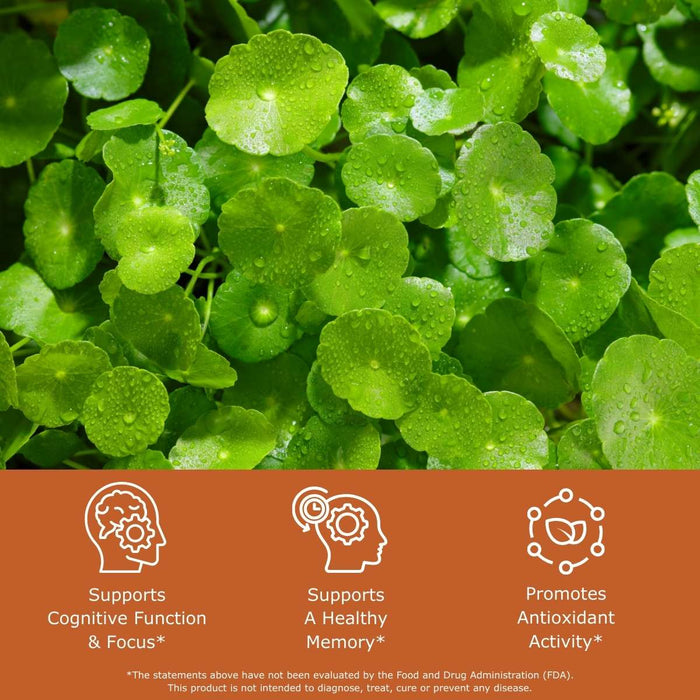 Close-up of green gotu kola leaves with health benefits text: supports cognitive function, supports a healthy memory, promotes antioxidant effects