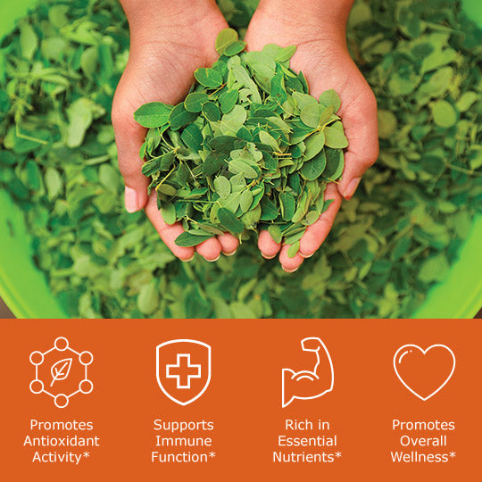 Moringa leaves with benefit icons, promotes antioxidant activity, supports immune function, rich in essential nutrients, promotes overall wellness