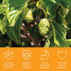 Noni tree with noni fruit, benefit icons, promotes antioxidant activity, supports immune function, rich in essential nutrients, promotes overall wellness