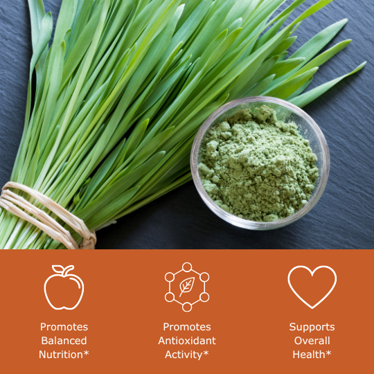 Barley grass with barley powder includes health benefit icons, promotes balanced nutrition, promotes antioxidant activity, supports overall health