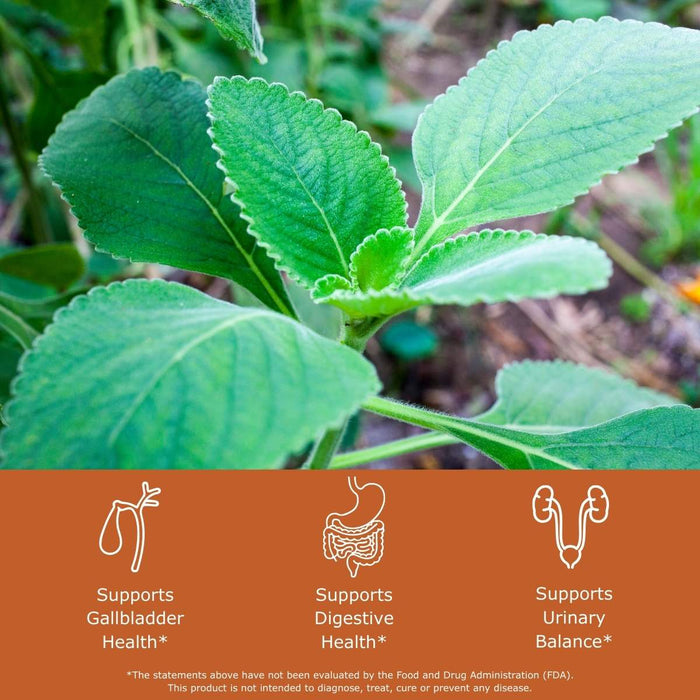 Close-up of a green leafy boldo plant with health benefits text overlay, supports gallbladder health, supports digestive health, supports urinary balance.