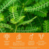Close-up of chanca piedra (stonebreaker) green leaves with health benefits text overlay on an orange background that read supports kidney health, supports natural elimination related to stones, supports gallbladder wellness, promotes urinary system wellness.