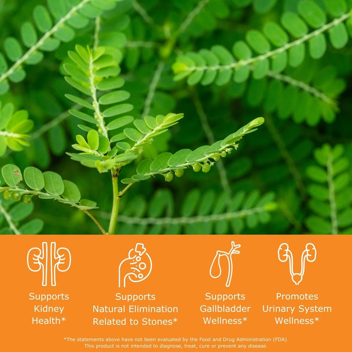 Close-up of chanca piedra (stonebreaker) green leaves with health benefits text overlay on an orange background that read supports kidney health, supports natural elimination related to stones, supports gallbladder wellness, promotes urinary system wellness.