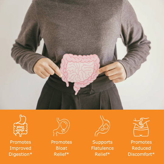 Woman holding picture cutout of digestive system over her stomach with benefit icons, promotes improved digestion, promotes bloat relief, promotes flatulence relief, promotes reduce digestive discomfort