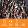 Close-up of dong quai root  with health benefits: supports menopause symptom relief, supports hormona balance, supports endocrine balance, promotes healthy circulation