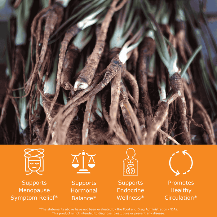 Close-up of dong quai root  with health benefits: supports menopause symptom relief, supports hormona balance, supports endocrine balance, promotes healthy circulation
