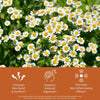 Field of white and yellow feverfew flowers with therapeutic benefits text overlay: promotes pain relief and comfort, supports reduced migraines, promotes anti-inflammatory effects
