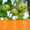 garcinia cambogia fruit in tree with product benefit icons, supports weight loss, promotes increased energy, promotes appetite suppression