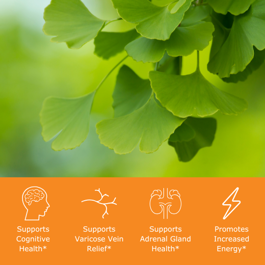 Ginkgo biloba leaves with benefit icons, supports cognitive health, supports varicose vein relief, supports adrenal gland health, promotes increased energy