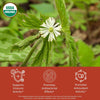 Goldenseal flower with USDA Organic label, and health benefits text on a red background, that read supports immune activity, promotes antibacterial effects, promotes antioxidant effects