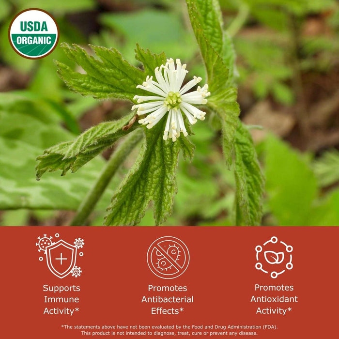 Goldenseal flower with USDA Organic label, and health benefits text on a red background, that read supports immune activity, promotes antibacterial effects, promotes antioxidant effects