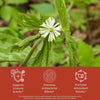 Goldenseal flower with USDA Organic label, and health benefits text on a red background, that read supports immune activity, promotes antibacterial effects, promotes antioxidant effects