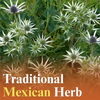 Hierba del sapo also known as yerba del sapo in the wild with text "traditional mexican herb"