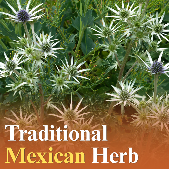 Hierba del sapo also known as yerba del sapo in the wild with text "traditional mexican herb"