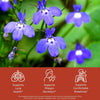 Lobelia flowers with health benefit icons: supports lung health, supports phlegm secretion, supports comfortable breathing