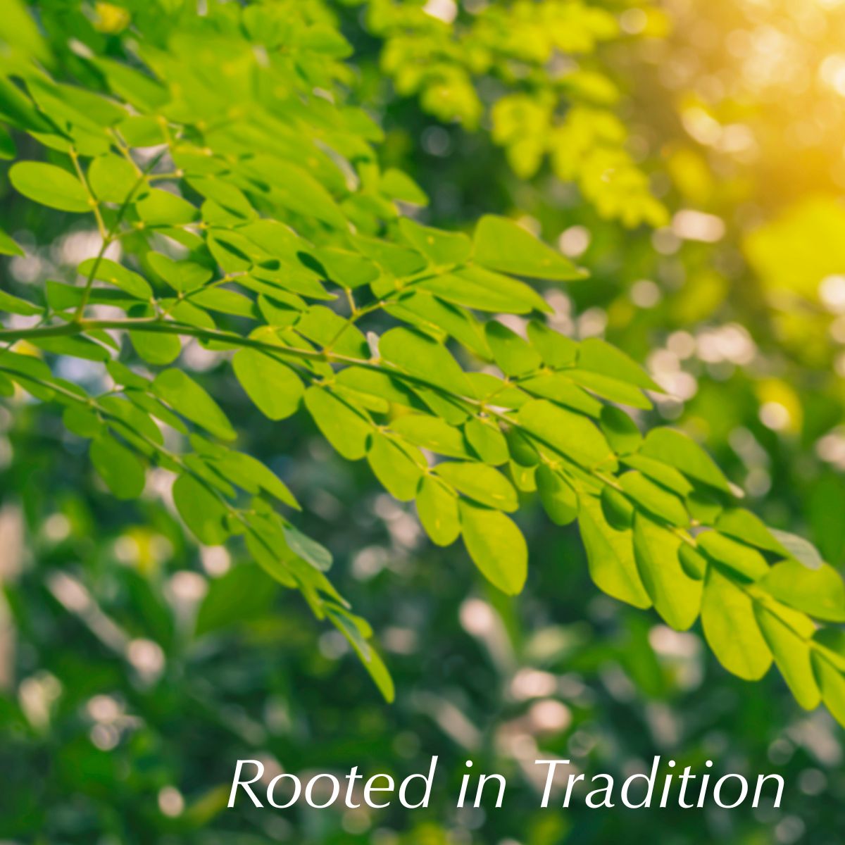 Moringa leaves getting hit by sunlight with the text ROOTED IN TRADITION
